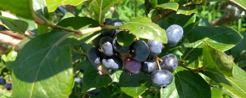 blueberry0717c1.JPG