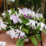 orchid0622e1.JPG