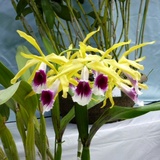 orchid0622e3.JPG