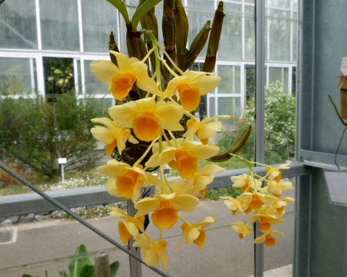 orchid0622c.JPG